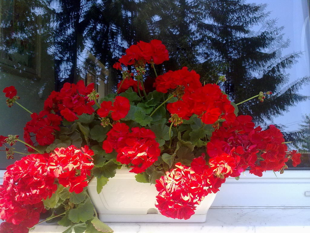 Muskatli Vendeghaz Bed & Breakfast Heviz Exterior photo